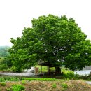 대농리마을회관 이미지