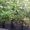 오암농장 이미지