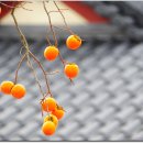 초계시장 이미지