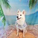 댕댕아야옹 이미지