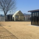 알림마당 - 전주시 완산구 감나무3길 12-4 | 포동 멍래블 성주 햇빛촌 마당 대구애견운동장 단독마당대여 후기