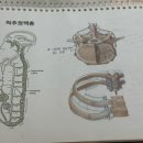 순환체형관리 | 고양향동체형관리 오르도스킨 등관리 순환 효과 후기