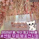 센텀 신세계 벚꽃 무료 전시회 해운대가볼만한곳 꿀팁 블루밍플레이리스트