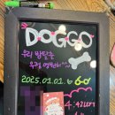 도고(doggo) 이미지