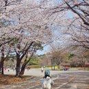 호수공원_매점앞 | 일산 호수공원 벚꽃 시기에 아이랑 자전거 타고 다녀온 후기