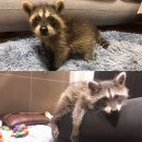 내곡동301 이미지