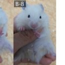 부산햄스터분양 행복햄 이미지