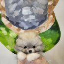 제주 애견 아가야 이미지