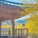 시목공원 | 구례 산수유 축제 (구례산수유꽃축제) 현천마을과 계척마을! 전남 꽃구경 가볼만한곳 추천