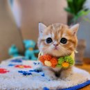 냥이의하루 카페.분양 | 문정동고양이분양 찾다가 드디어 인생냥이를 만났어요 진짜 성공후기