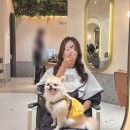 아이파크 애견미용실 이미지