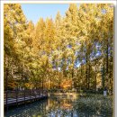 장태산휴양림 이미지