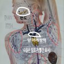 데오드란트! 유방암만 발병하겠나? 피가 탁하면 특히 겨드랑이등 털이 많은 부위에 냄새가 나는데 피를 맑게 해야 되는데 말이여.. 이미지