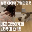 러블리펫 | 배곧 고양이카페 고양이주택 시흥 아이와 가볼만한곳