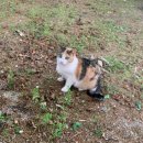 미남리환승정류장 화장실 | 🌸엄마들 저장각📌 서울 도심 속 벚꽃 막차 타기｜아이랑 걷기 좋은 궁궐, 창경궁 방문 후기