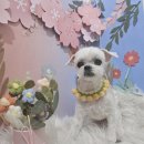 그늘막103 | 강화도 고인돌카페☆강아지와 함께 가기 좋은 강화도 당일치기 코스