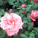 성서고등학교 이미지