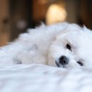 백석동물병원 이미지