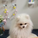 흡수력 빠른 강아지 배변패드 생활코드 배변패드 봉구 실사용후기