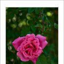 호수공원14로 이미지