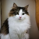 프롬시아 캐터리 이미지