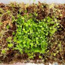 페페로미아 이미지