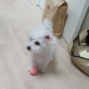 멍블랑강아지분양시흥배곧점