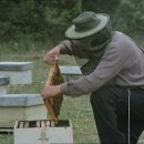 The Beekeeper 이미지