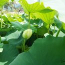 새벽이슬 이미지