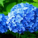 이쁘지요 이미지