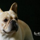 프라임킴 프렌치 불독 이미지