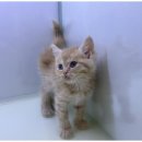 즐거운 강아지 이미지