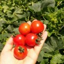 해진농장 이미지