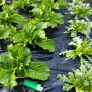 꽃피는민박 이미지