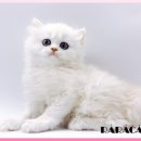 광주고양이분양 제나캣 광주점 이미지