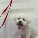 이뻐질개 | 강아지를 위한 1:1 맞춤 케어, 이뻐질개!