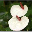 백의민족 이미지