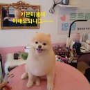 까르르멍멍 이미지