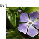 262 대수리, Periwinkle 이미지