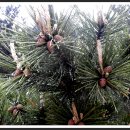 솔잎이슬 이미지