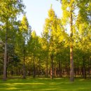 남이섬설1 이미지