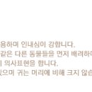 캣누리 Daum카페