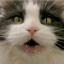 AVC 동물메디컬센터 이미지