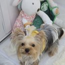 뭉치, 그루밍 이미지