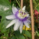시계초(Passiflora) 사진 2 이미지