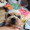 주디 이미지