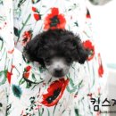황금켄넬 이미지