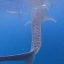 마전역 입구 교통섬 | [세부] 고래상어와 수밀론섬, 투말록폭포까지 원데이 완전 정복!(With. 존투어)