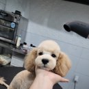 마이펫 부산대점 이미지