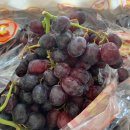 다름 과일 이미지